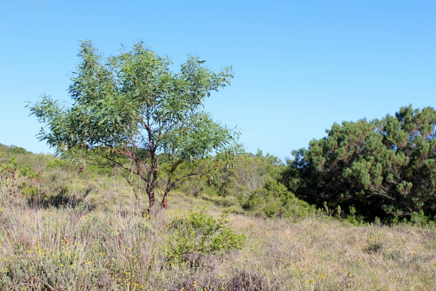 0 Bedroom Property for Sale in Forest Downs Eastern Cape